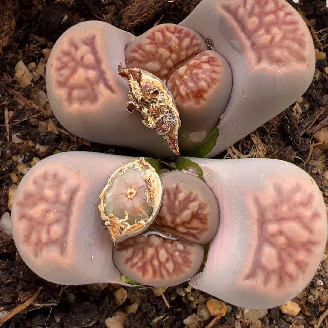 1.14好看的多肉832