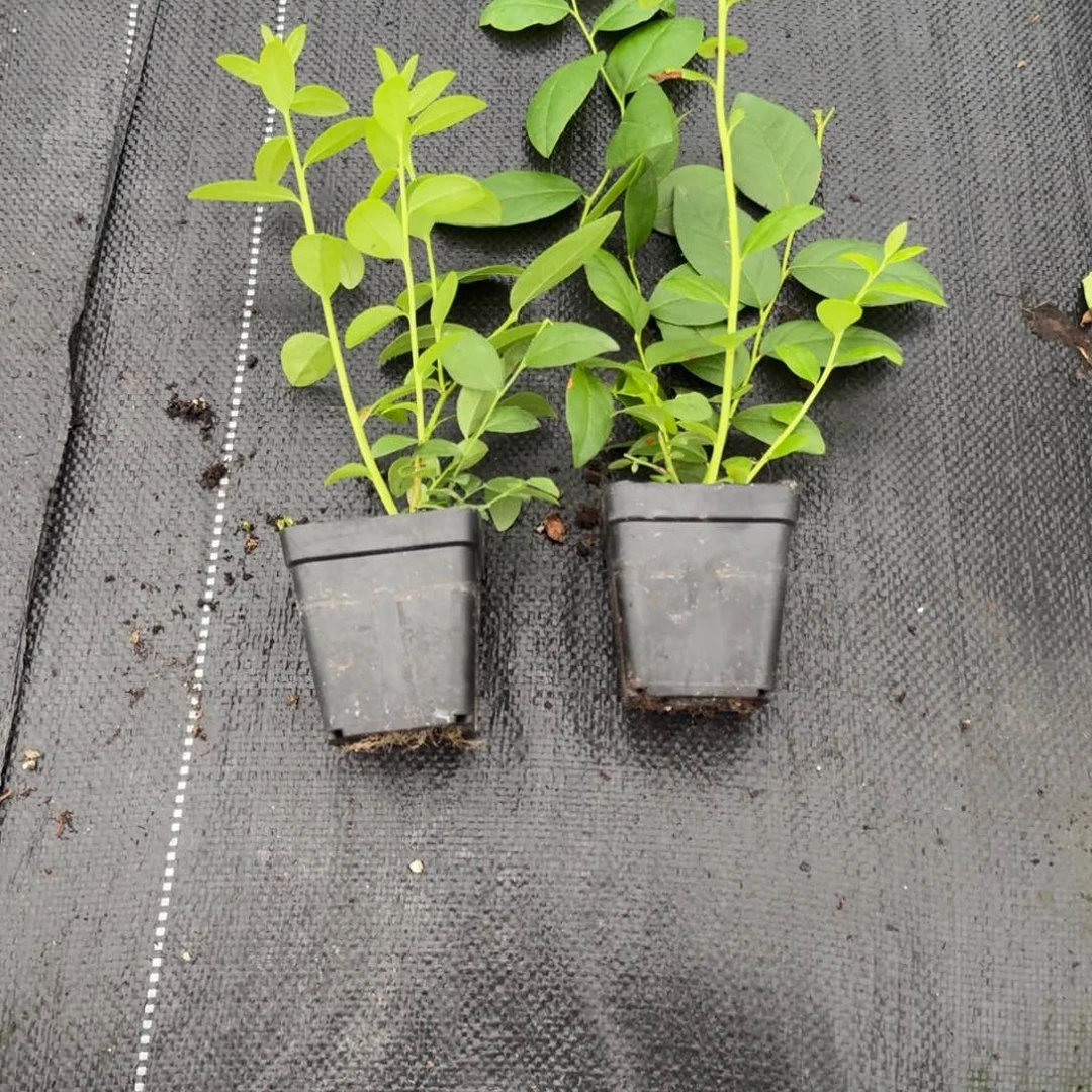 两颗小杯f6包邮，新手直接买