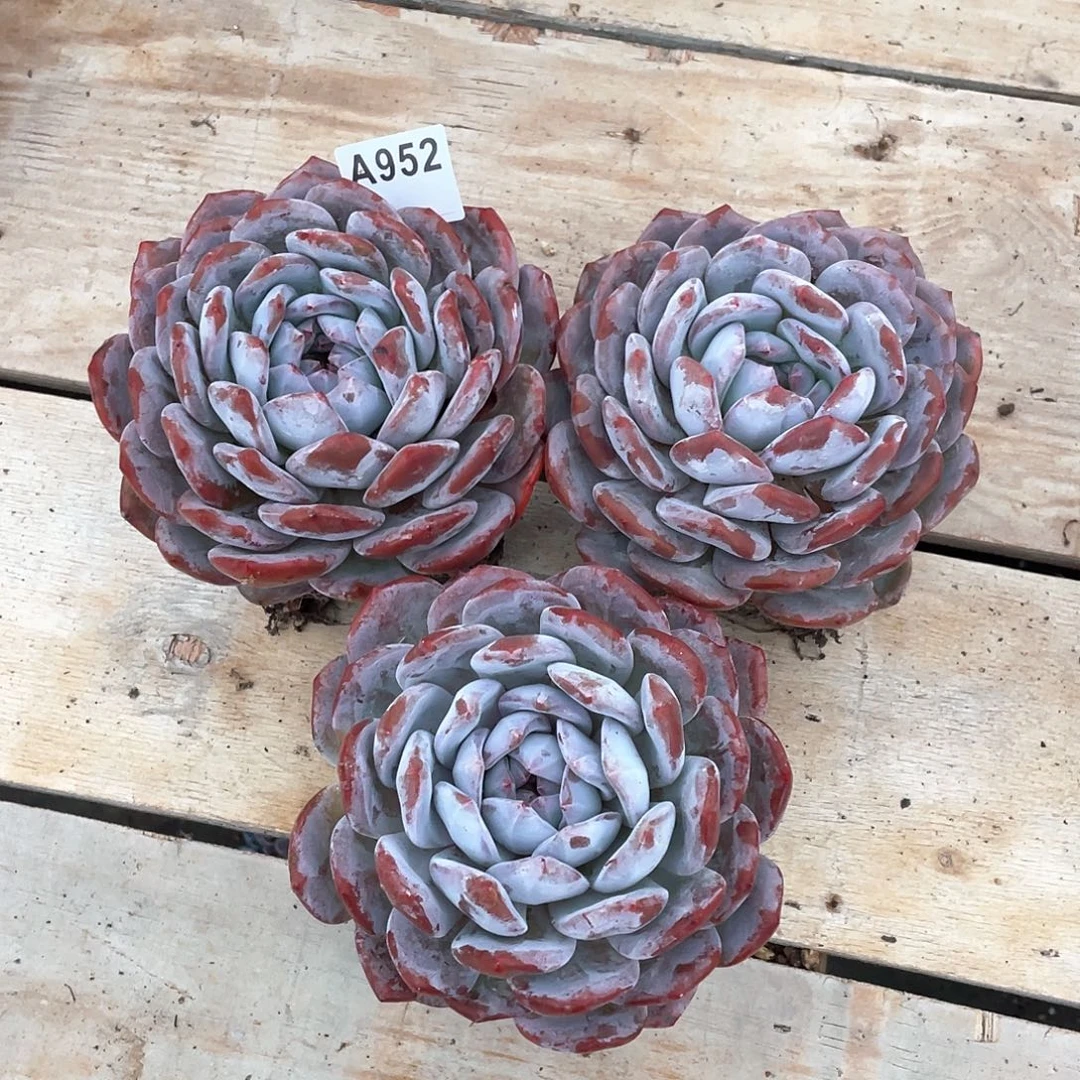 952多肉植物多肉植物