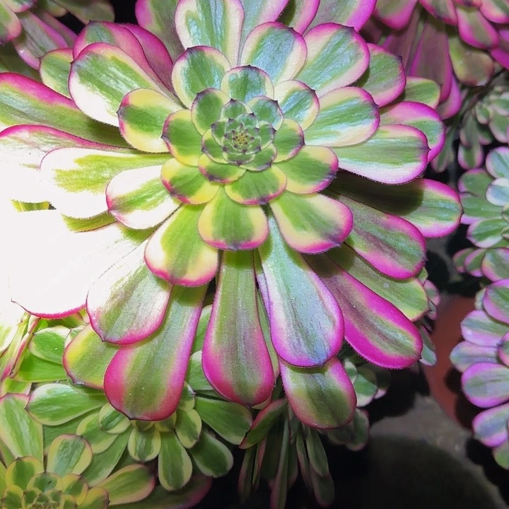 精品舞天姬大波浪捧花亏本福利