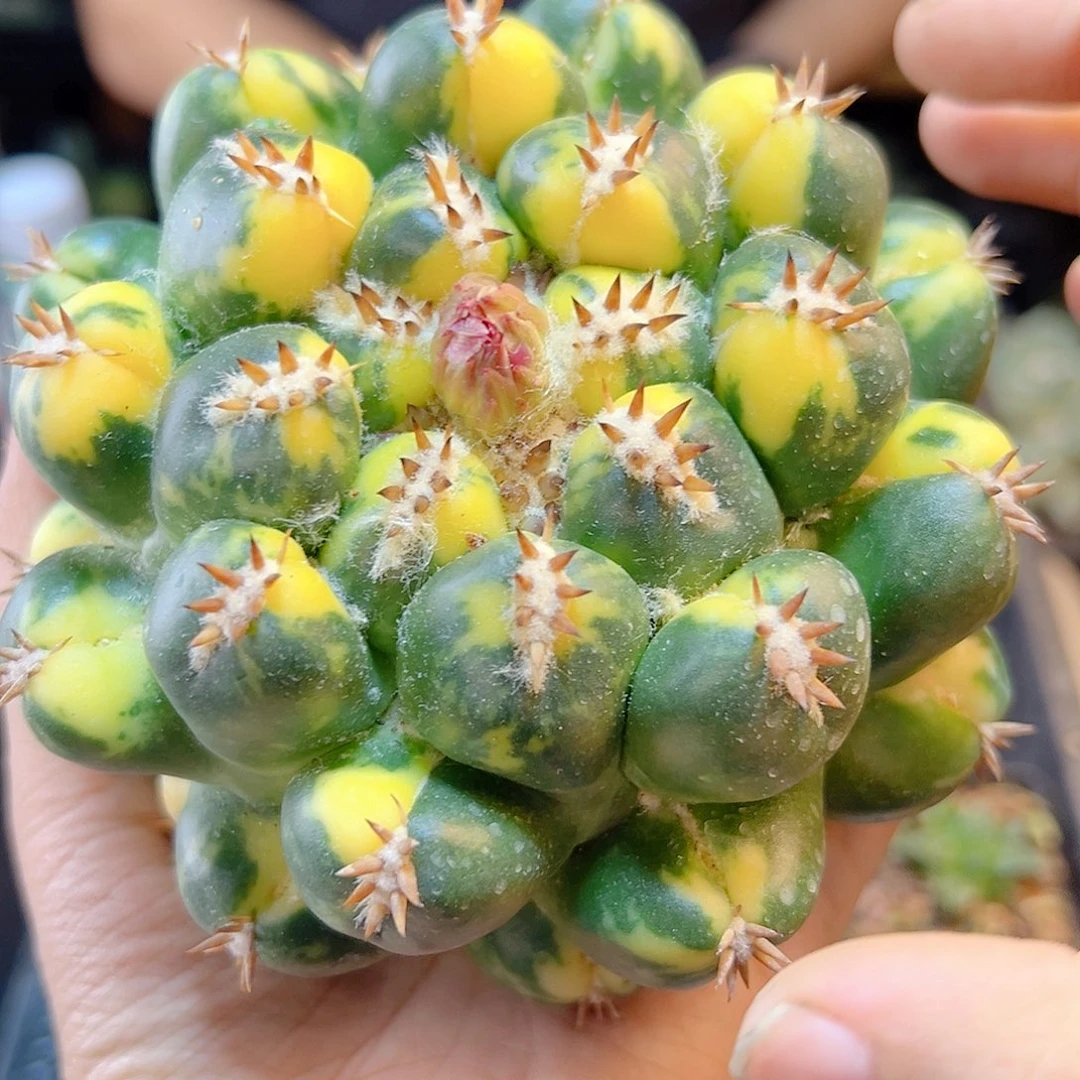 短豪刺獠牙锦无根含刺9.5公分