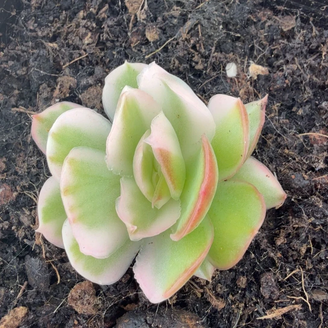 紫蝴蝶锦花脸锦一刻的锦
