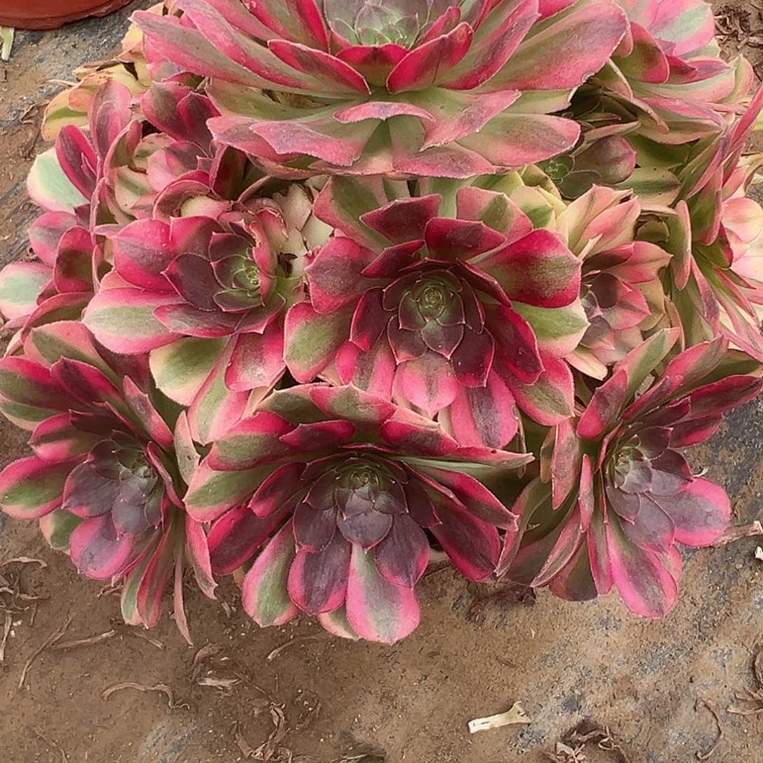 12.10-28雨荷多肉植物