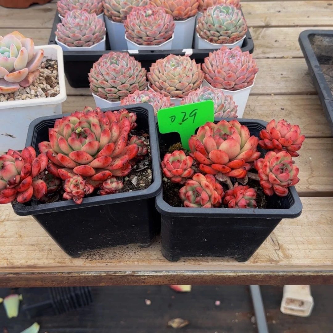 组合套餐编号29号