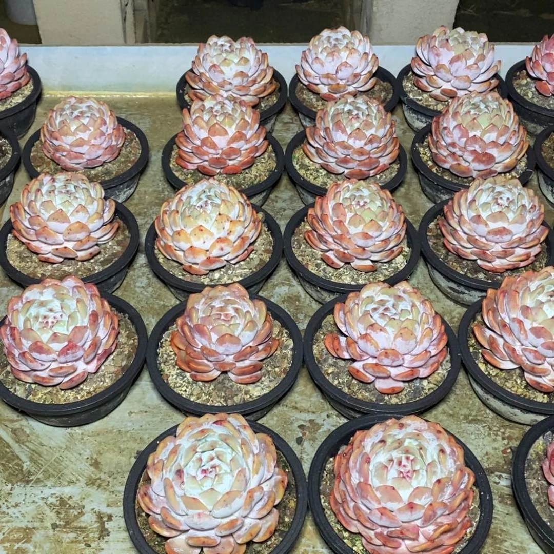 啊军喵多肉橙子38包邮