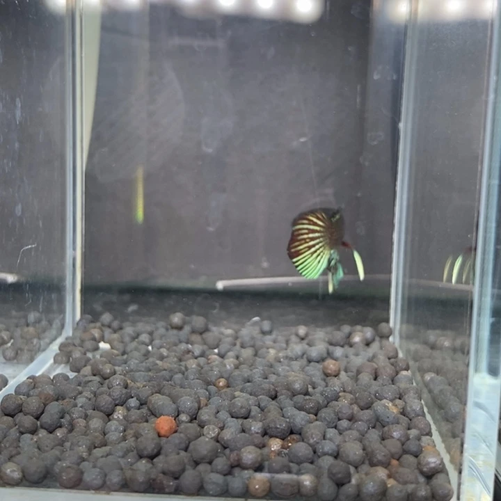 斗鱼泰国斗鱼475号