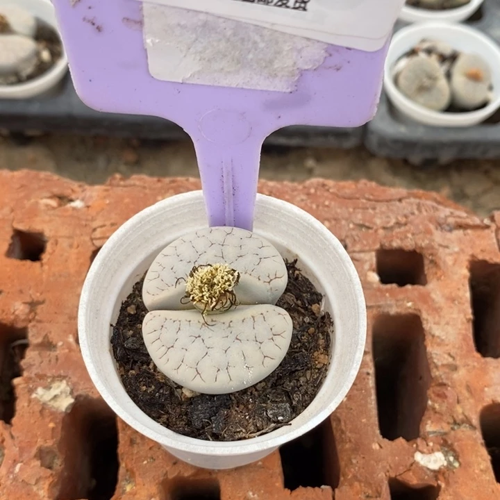 *****生石花的季节到啦713