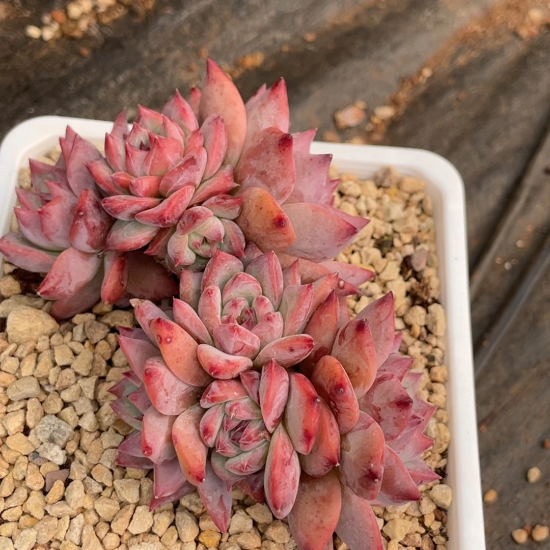 卡系老桩多头群生