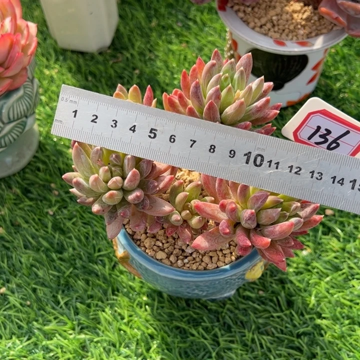 猫***人幻影美人一物一拍136号