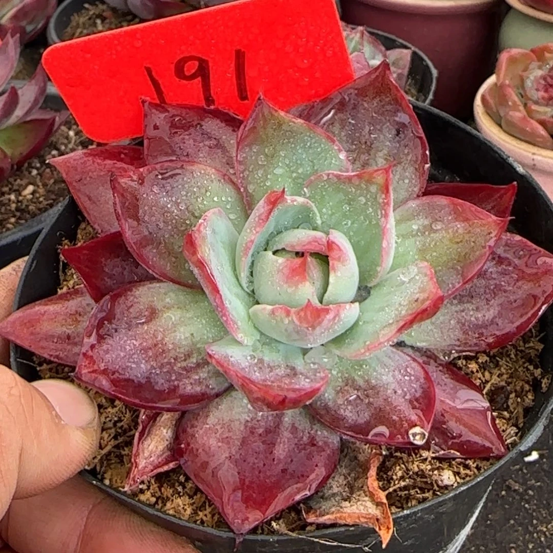 惊鸿一物一拍包装收缩花旱191