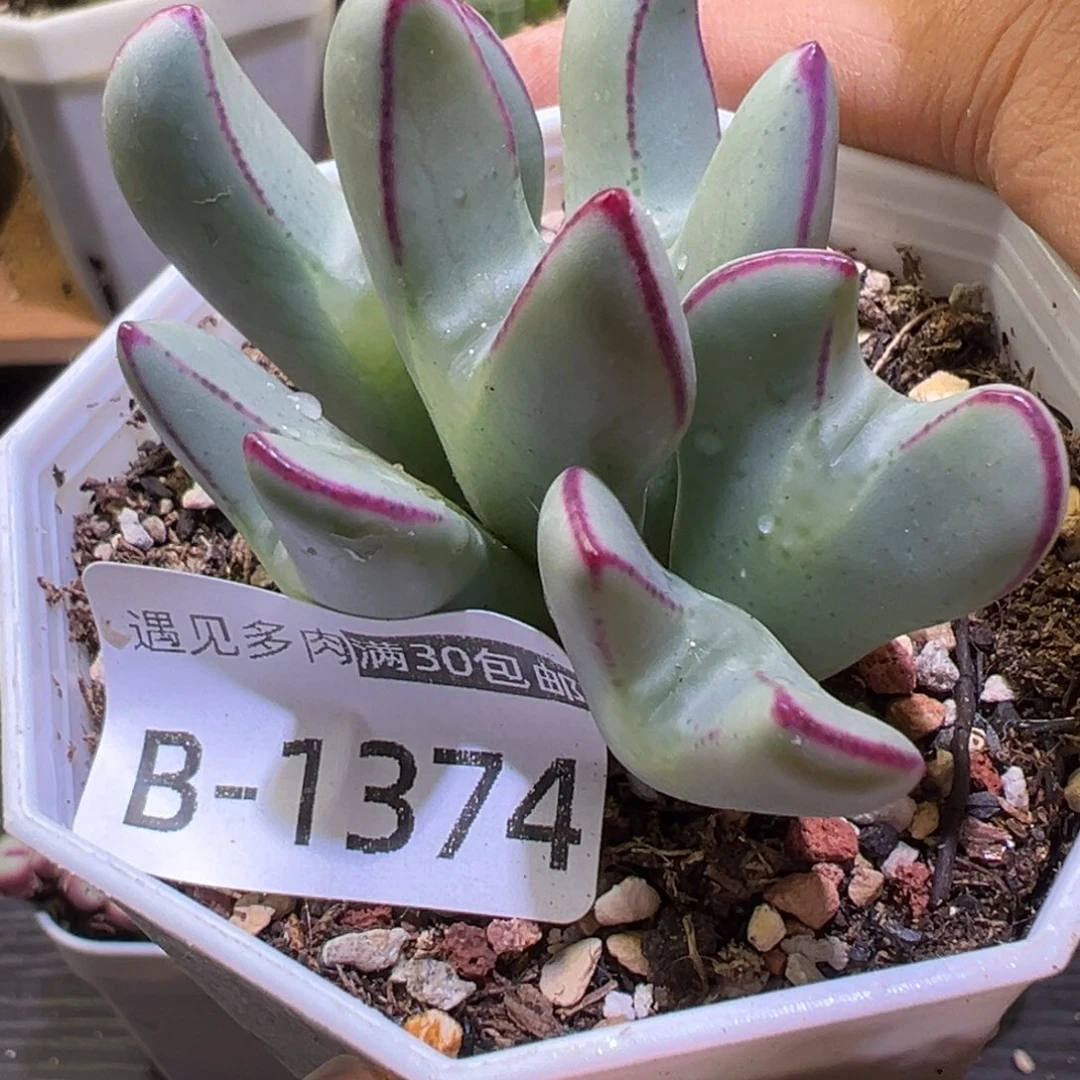 多肉植物11111111111