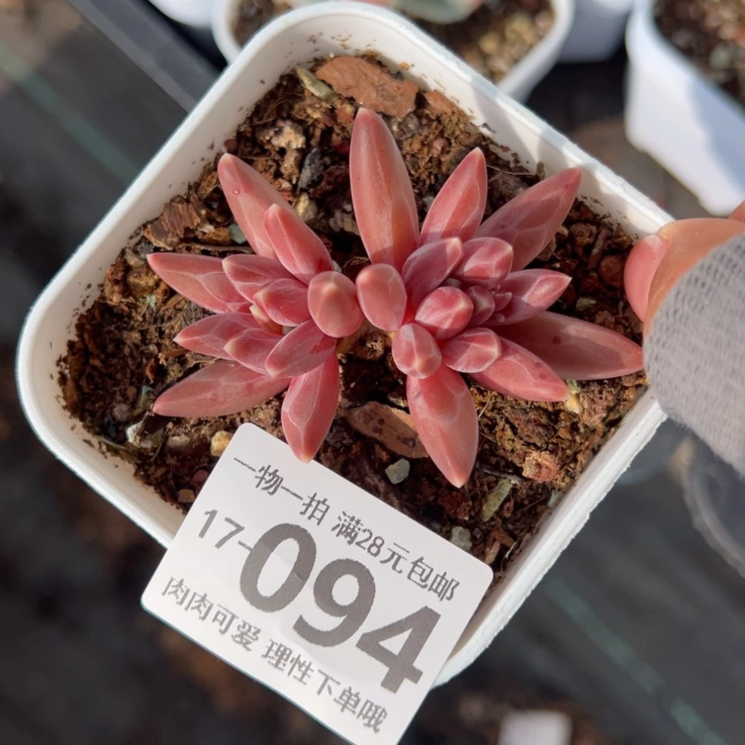 伊卡鲁斯多肉多肉多肉