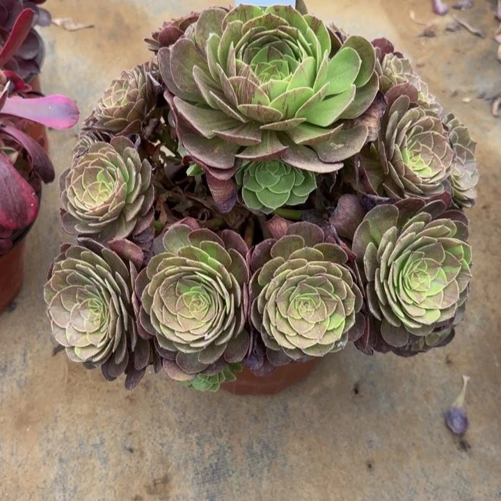 花月夜多肉处理不包断头5421