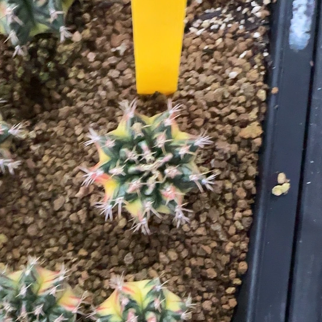 L786-0104泰国发货 向日葵