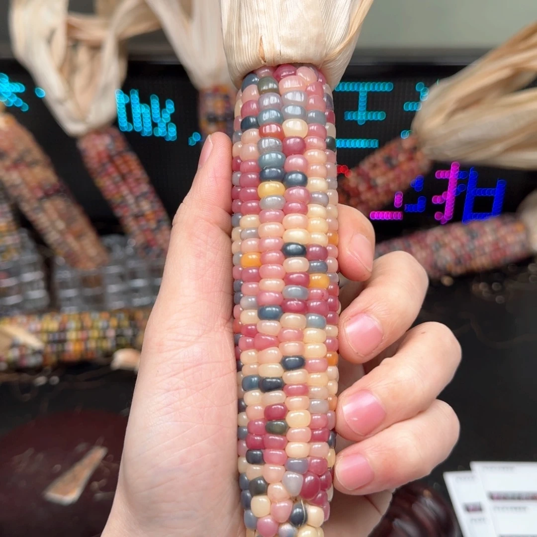 柏香籽/百香籽吊坠风*