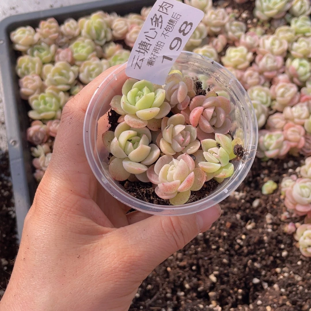 云糖多肉植物198