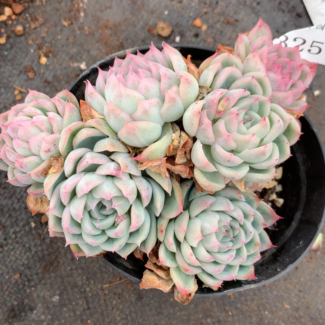 3257杂交多肉植物