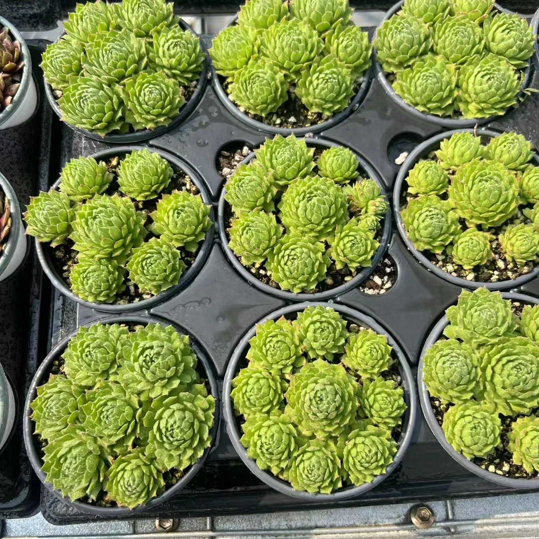 9厘米盆 多头 聊天 带盆栽好发货