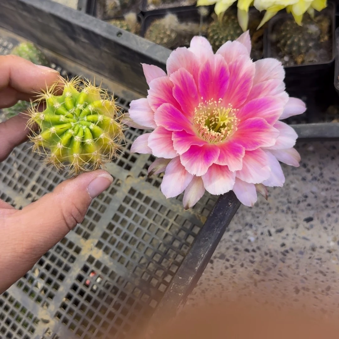 218丽花阳1歪无根侧牙3公分左右，20包邮