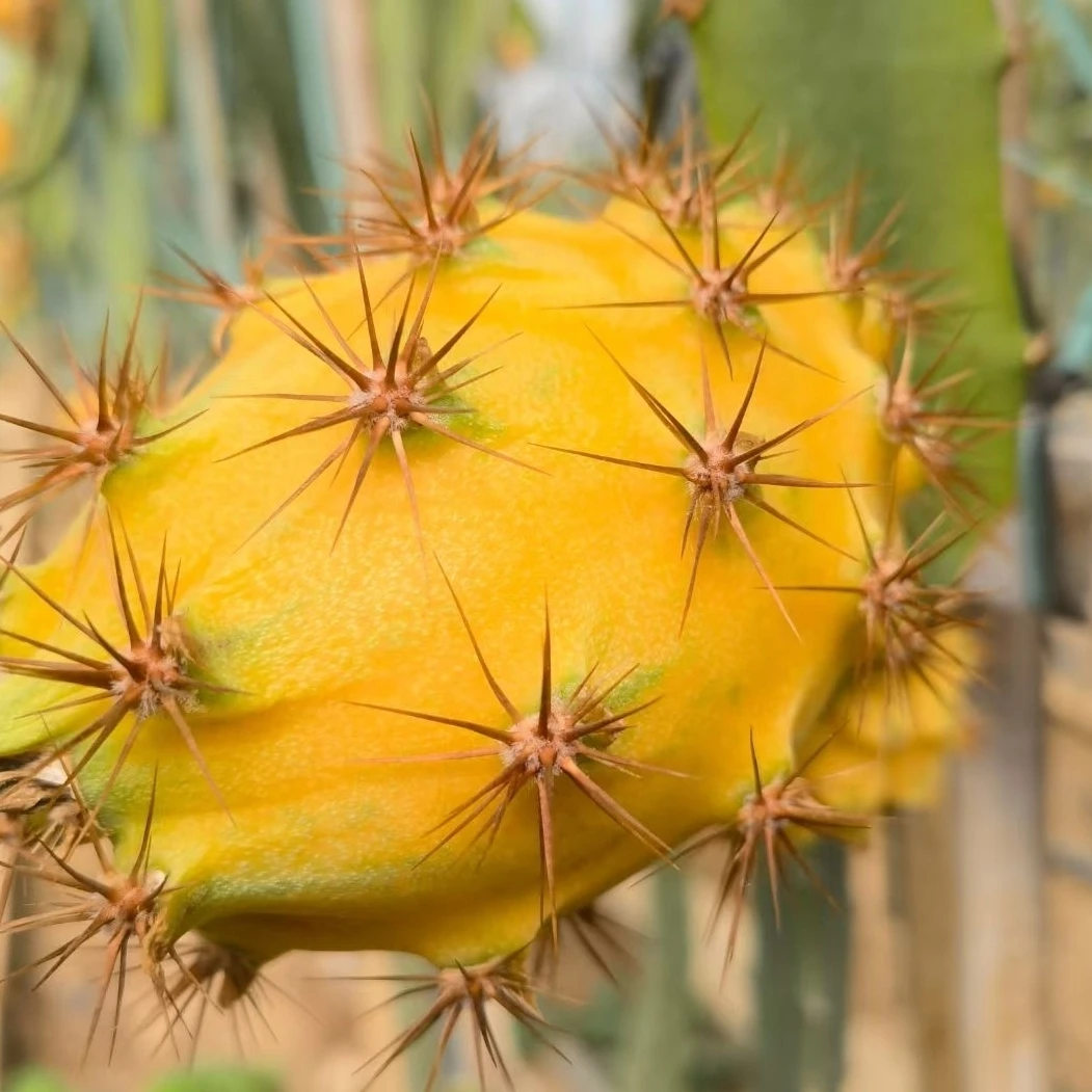 云南果新鲜麒麟果当季热带黄色水果产地直发香甜多汁顺丰包邮