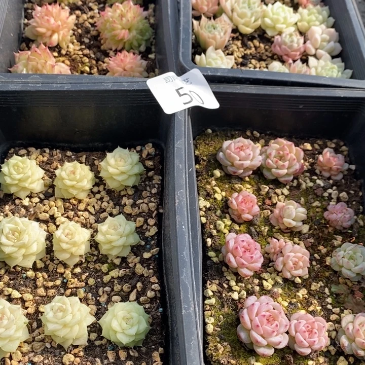 50 多肉植物盆栽植物