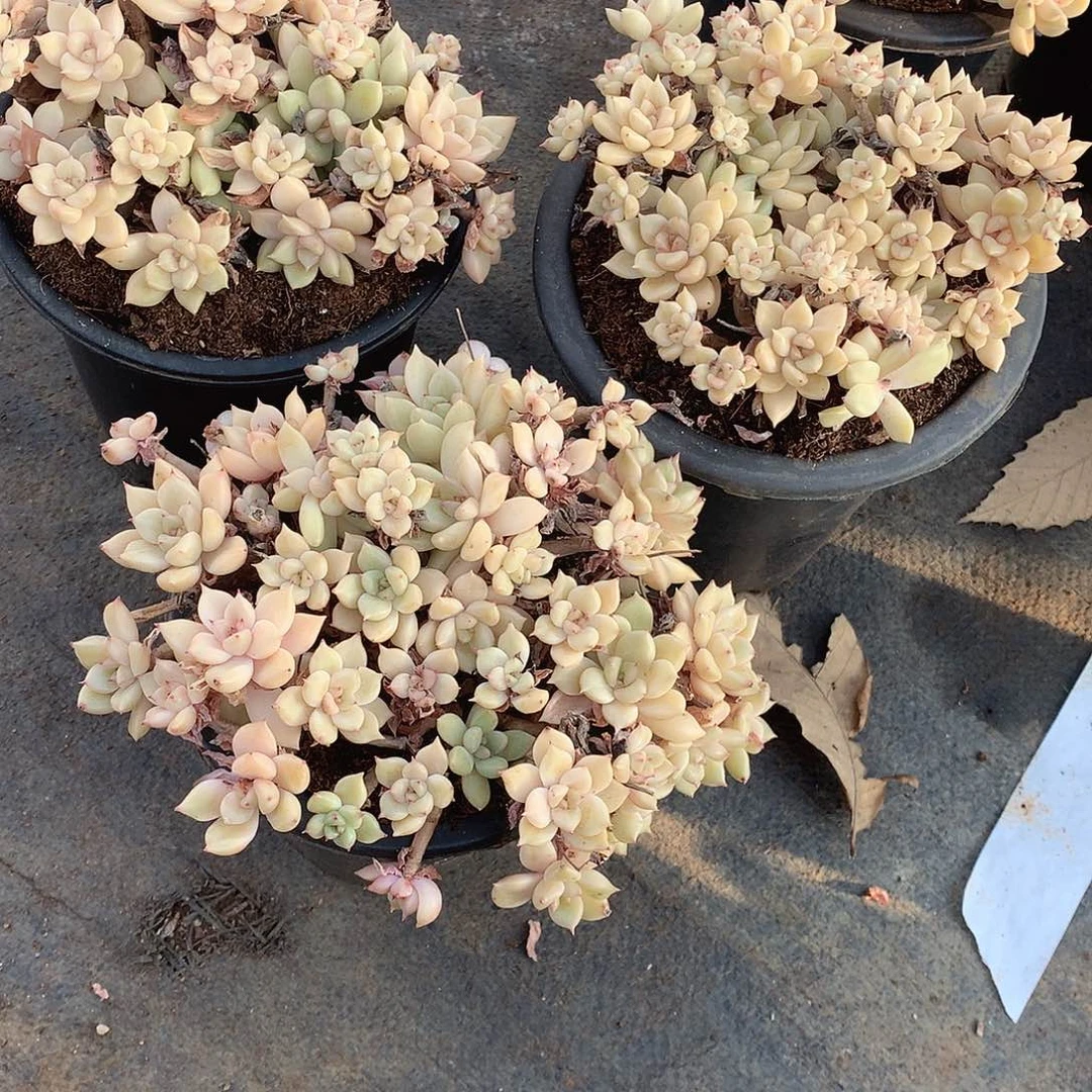 璀璨12米 年底福利