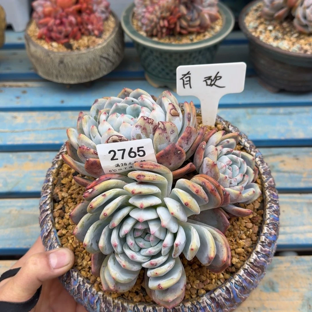 幸****?2765星影群有砍18cm