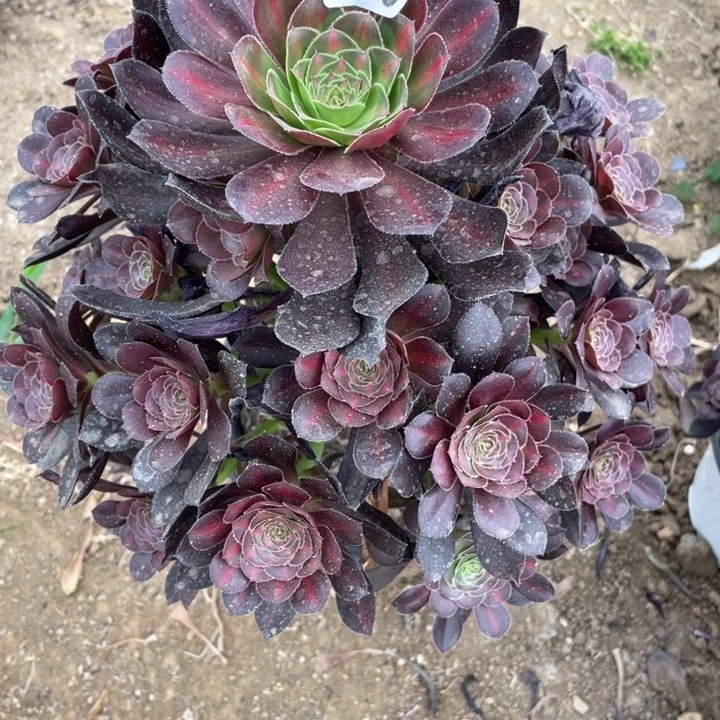 用****5059多肉植物晚霞