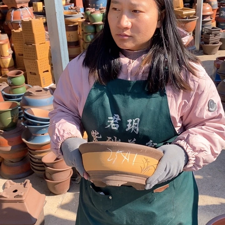 紫砂花盆盆栽花卉苗木种植