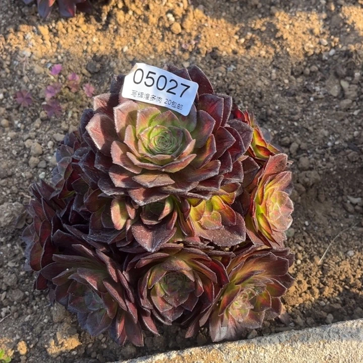 05027海王七彩多肉