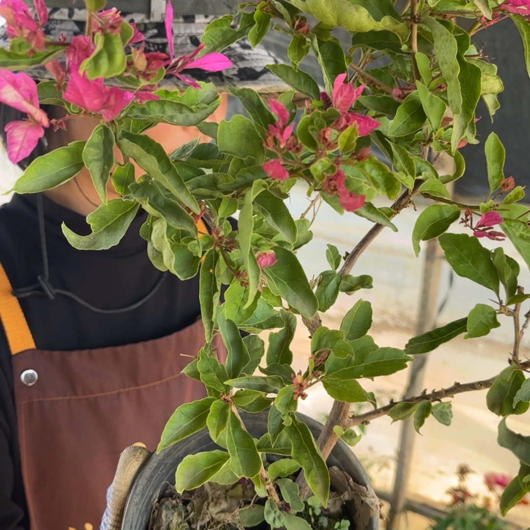 全部花苞（红樱蝶）三角梅会落花落叶会光杆苗有大有小