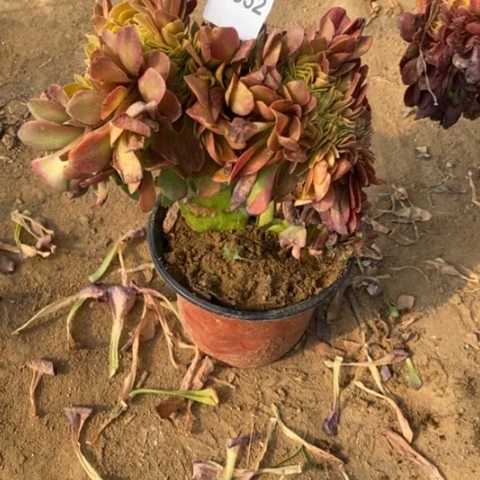 万圣节缀一物一拍