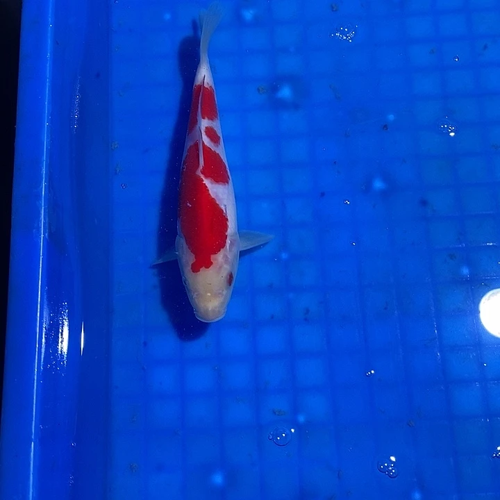 锦鲤锦鲤活鱼开箱包活