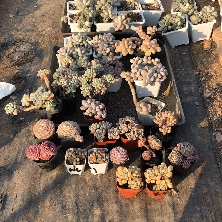 大美女多肉。山东临沂