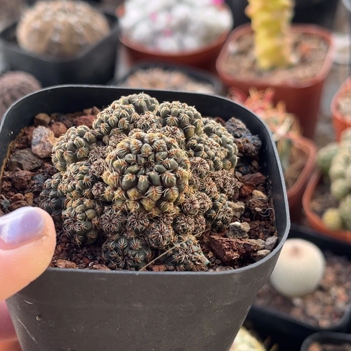 用****9仙人球一物一拍自根