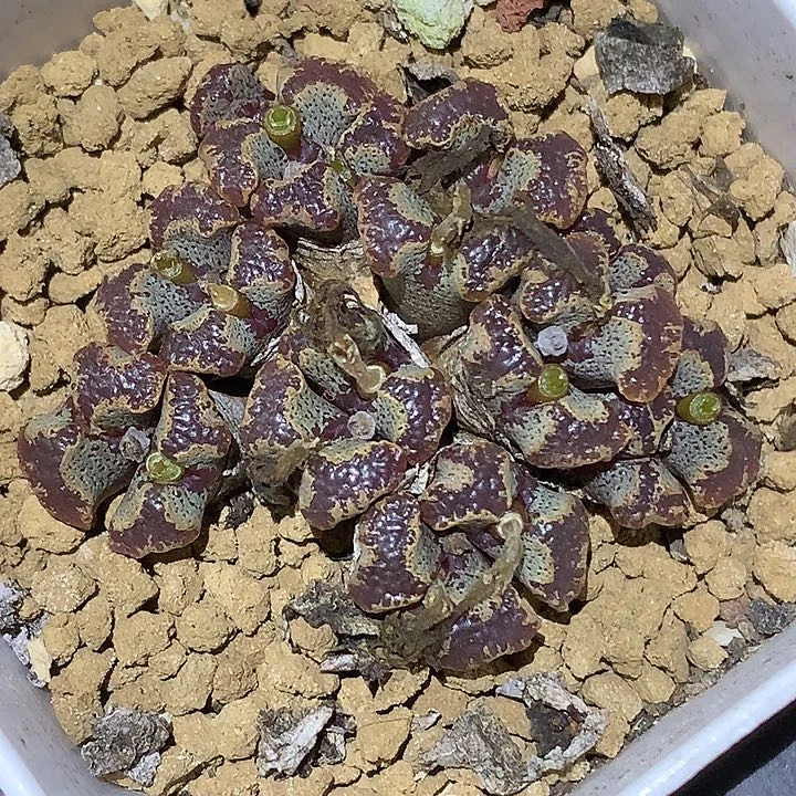 精品多肉植物精品多肉