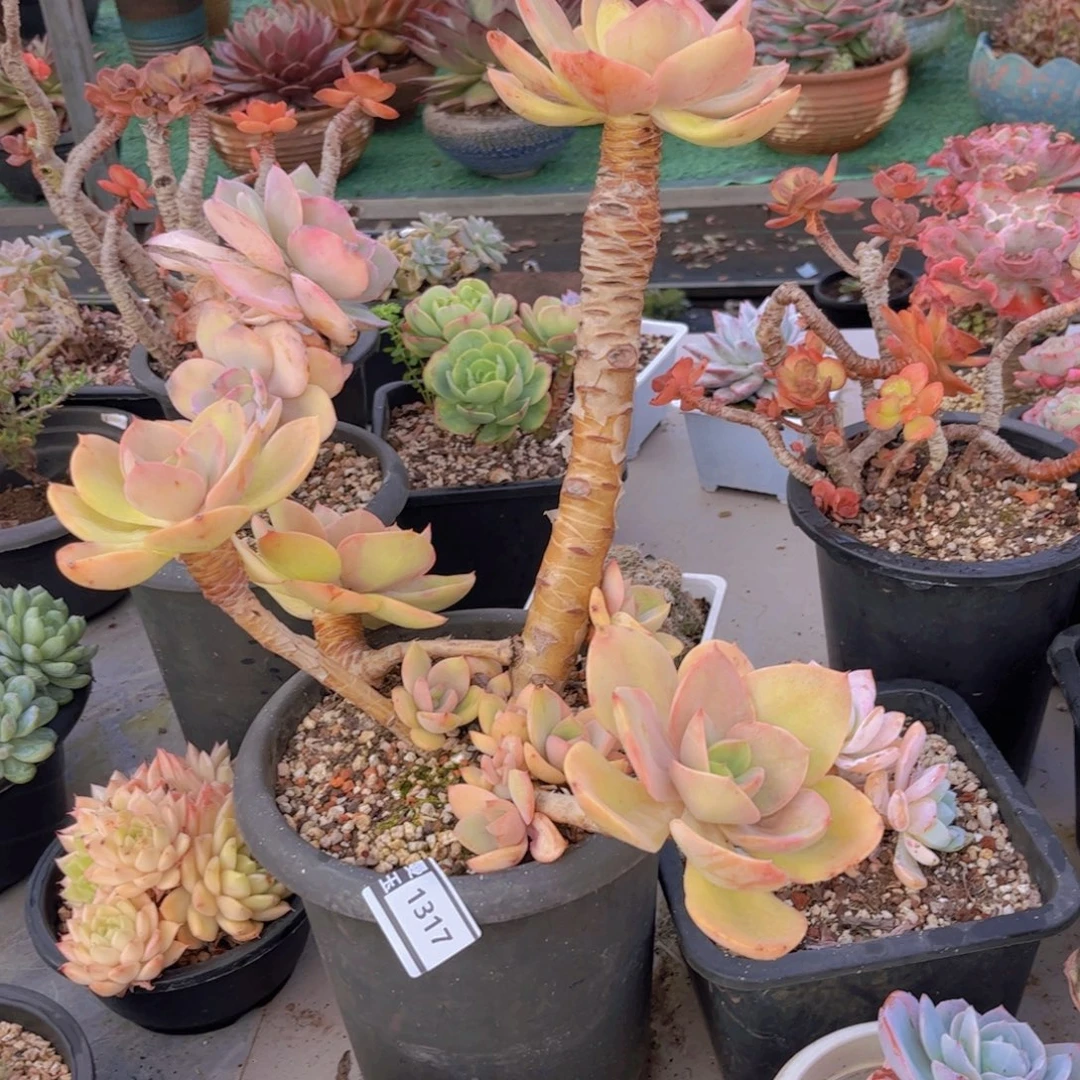 青峦多肉植物1317