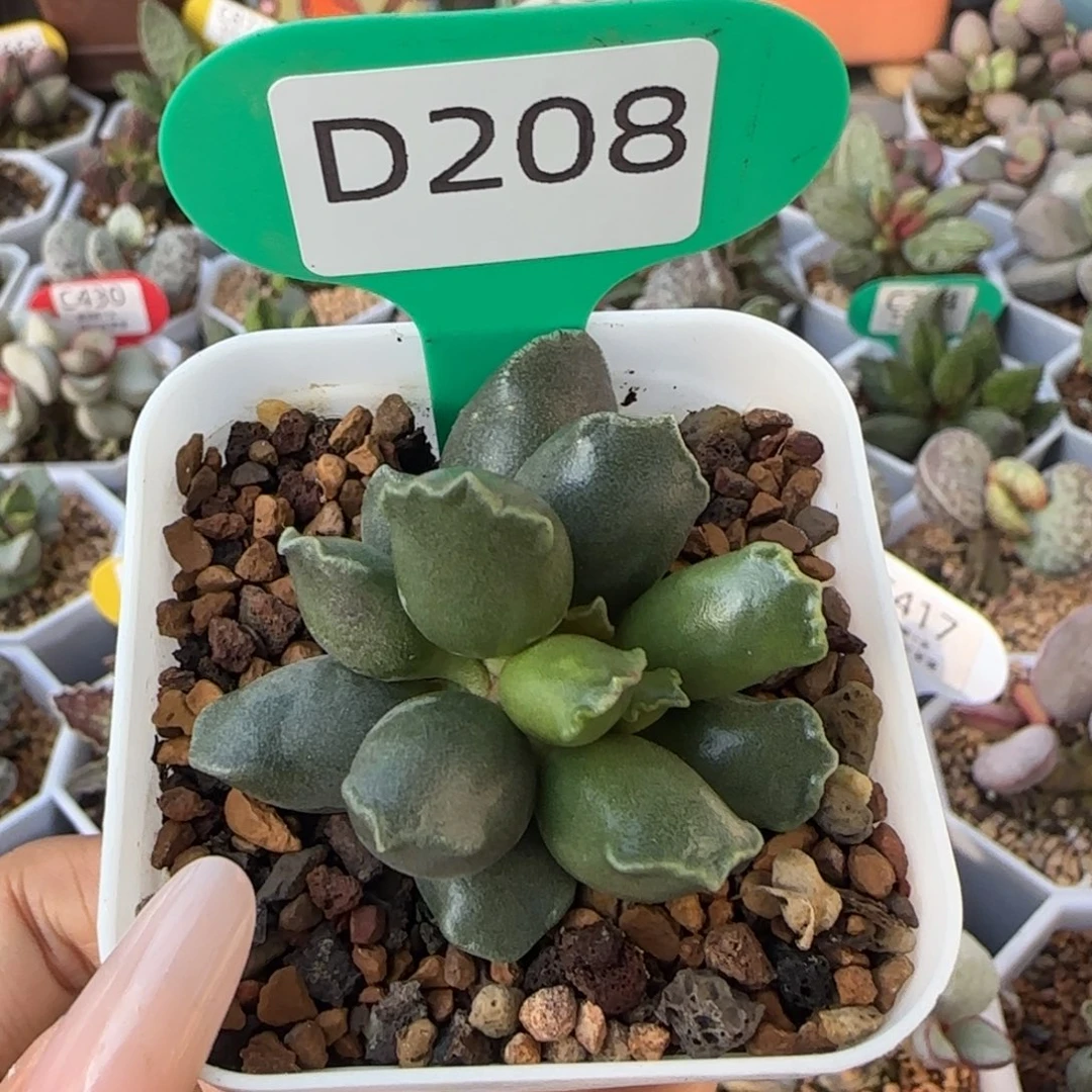 紫海豹。   208。