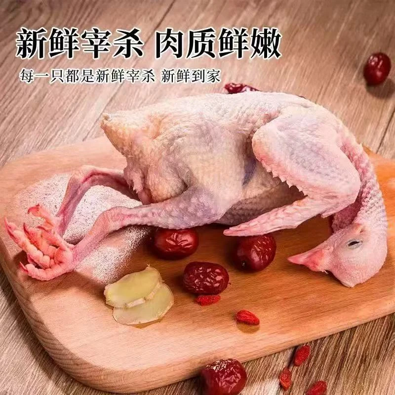 【顺丰到家6只】鸽子新鲜宰杀散养杂粮喂养鸽子肉 新鲜速冻g