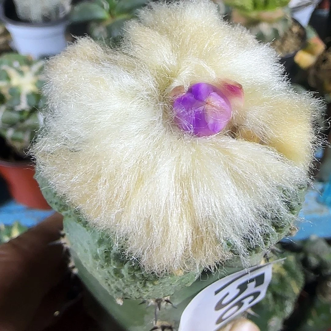 长毛龟甲156仙人球开花