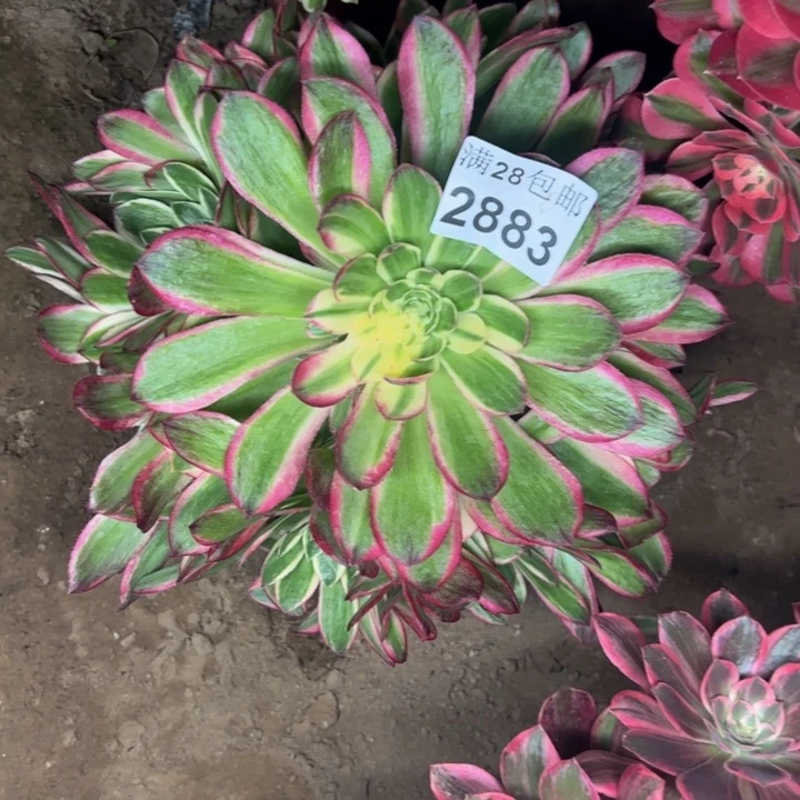 2883孔雀翎多肉植物