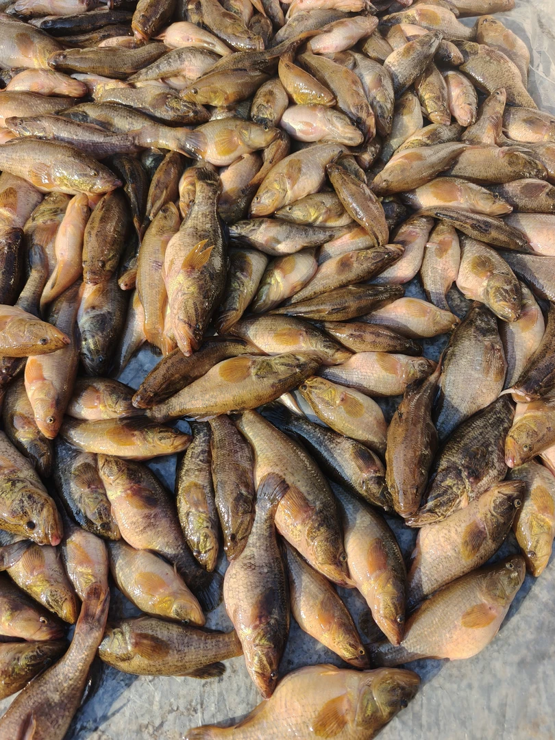 抚远开河鱼大老头鱼，二两多一条的