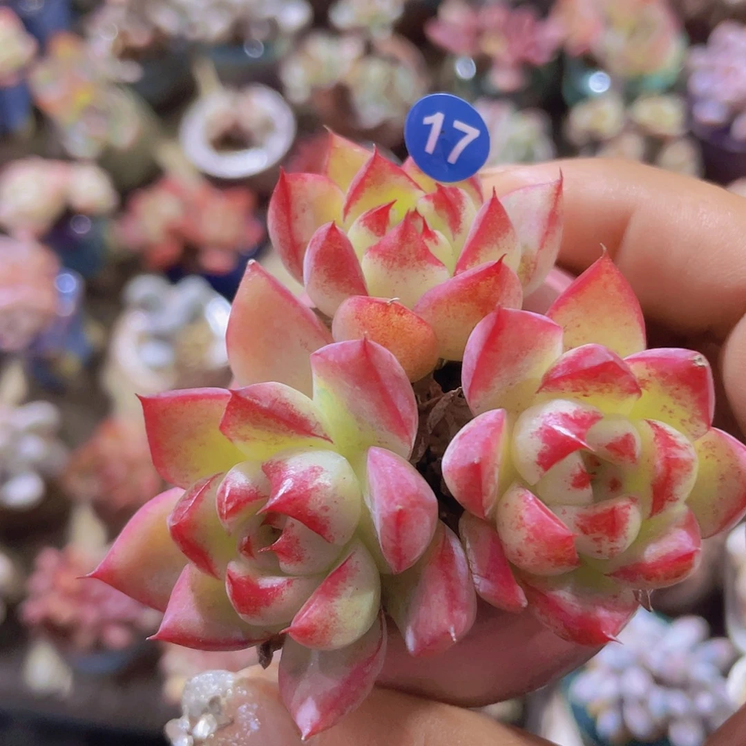 带盆发货 边线女王