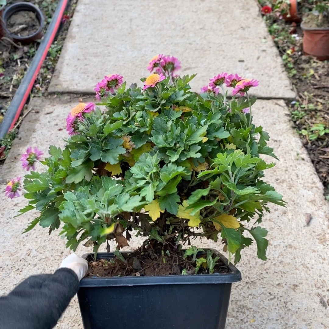 花****无花朵盆景盆景盆景60