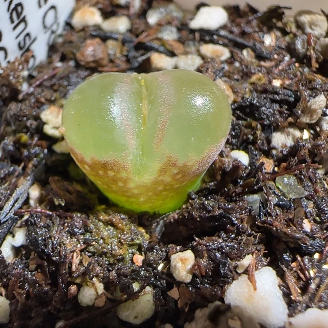 肉锥多肉植物组合-侧影1085