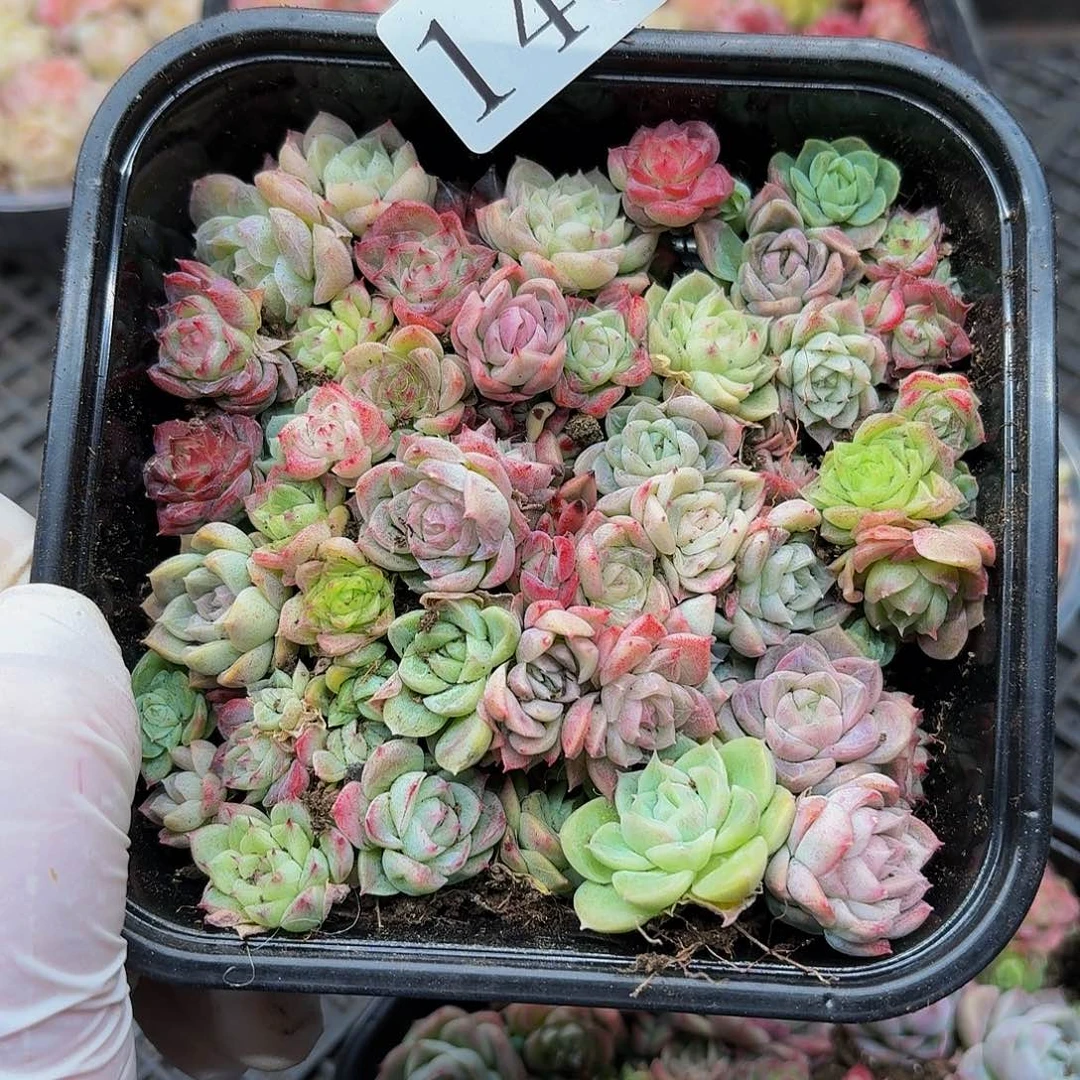 多肉植物多肉植物143