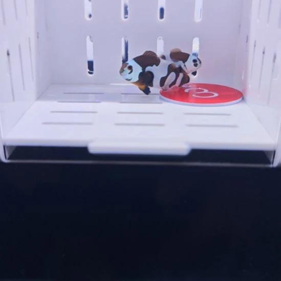 海水鱼熊猫小丑鱼一对