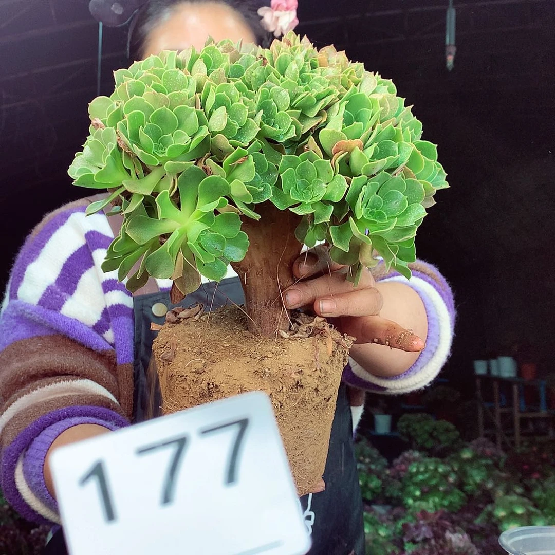 柒柒精品多肉脱土发货不包断侧枝177