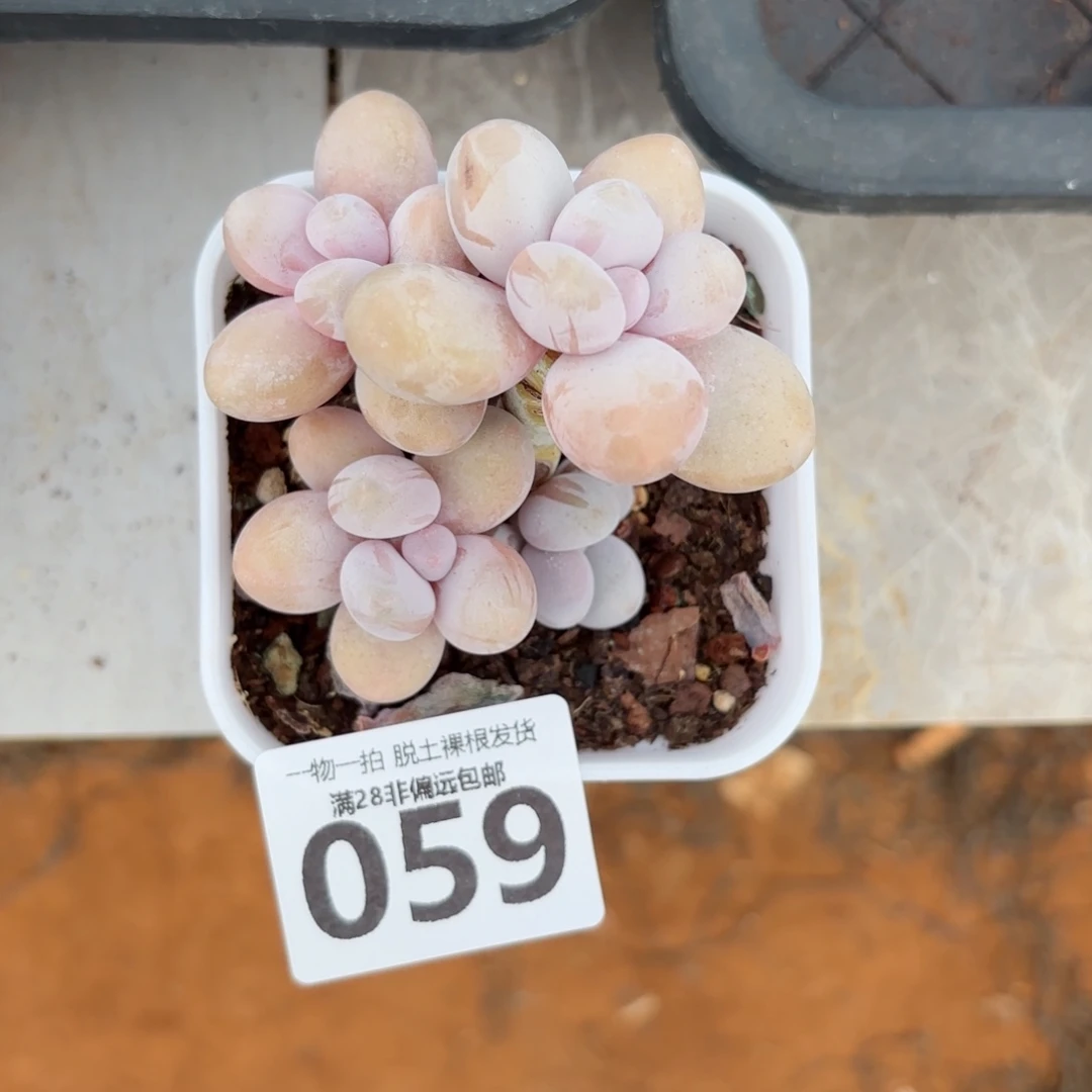 蛋黄奶老桩无盆土发货