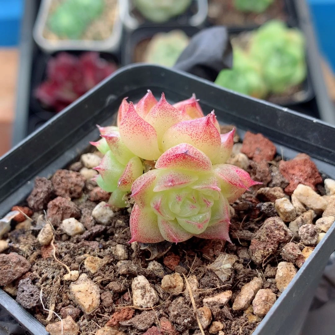 58包邮  群生不包整 麦秆群168